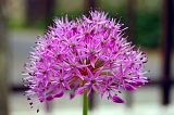 Flower 2